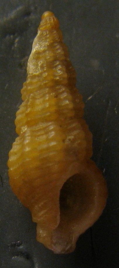 Chauvetia Spagna